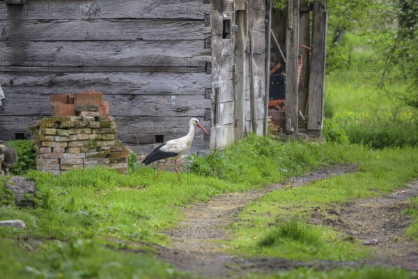 Stork foraging in front of a woodshed, Cigoc, Sisak-Moslavina County, Croatia