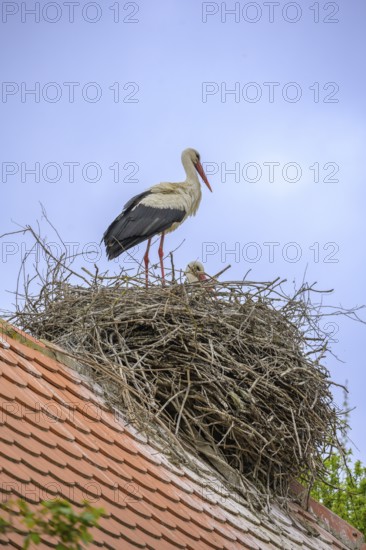 Stork on a nest on the roof of an old wooden house, Cigoc, Sisak-Moslavina County, Croatia