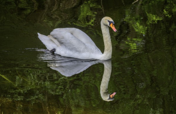 Swan on an oxbow lake of the Sava, Cigoc, Sisak-Moslavina County, Croatia