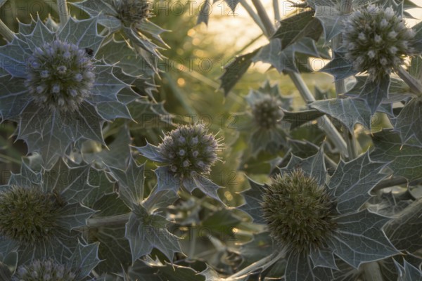Beach thistle (Eryngium maritimum) with spiny leaves and inflorescences in close-up, in warm evening light, Schillig beach, Lower Saxony, Germany