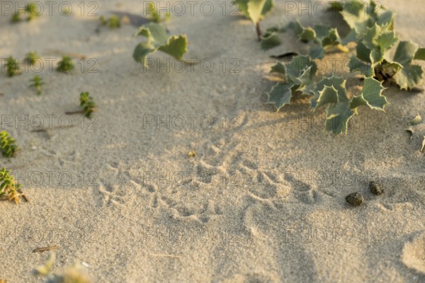Bird tracks in the sand between thistles (Eryngium maritimum) in the dune area, with clearly visible footprints Beach of Schillig, Lower Saxony, Germany