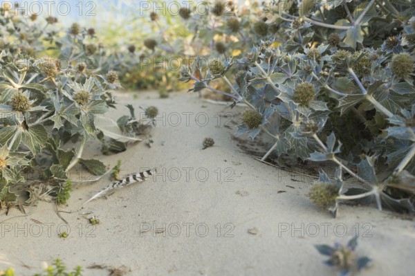 Sea thistle (Eryngium maritimum) in the dunes, photographed in the warm evening light, with a single striped bird feather on the sand, Schillig beach, Lower Saxony, Germany