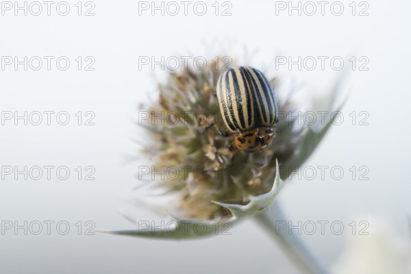 Colorado potato beetle (Leptinotarsa decemlineata), close-up on a flower of the sea thistle (Eryngium maritimum) in the dune area, Schillig beach, Lower Saxony, Germany