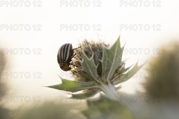 Colorado potato beetle (Leptinotarsa decemlineata), close-up on a flower of the sea thistle (Eryngium maritimum) in the dune area, evening light, beach of Schillig, Lower Saxony, Germany