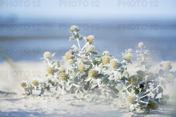 Beach thistle (Eryngium maritimum) in the sand, in the background beach, sea and horizon, Schillig, Lower Saxony, Germany