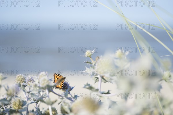 Small tortoiseshell (Aglais urticae) butterfly, on a sea thistle (Eryngium maritimum), in the background beach, sea and horizon, Schillig, Lower Saxony, Germany