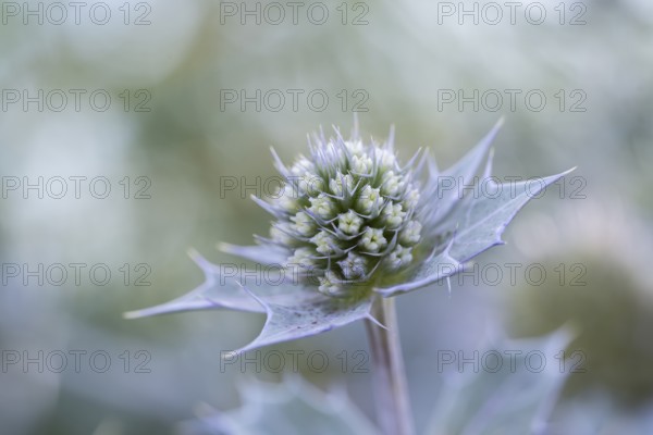 Sea thistle (Eryngium maritimum), close-up of a not yet fully opened flower, Schillig, Lower Saxony, Germany