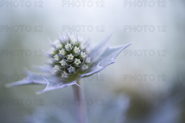 Sea thistle (Eryngium maritimum), close-up of a not yet fully opened flower, Schillig, Lower Saxony, Germany