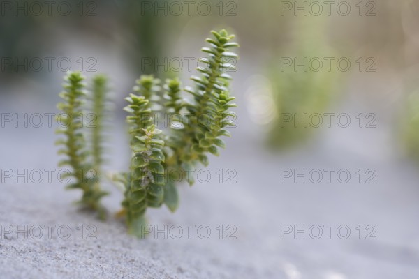 Beach pennywort (Atriplex littoralis), close-up of typical dune vegetation in the sand, green, Schillig, Lower Saxony, Germany