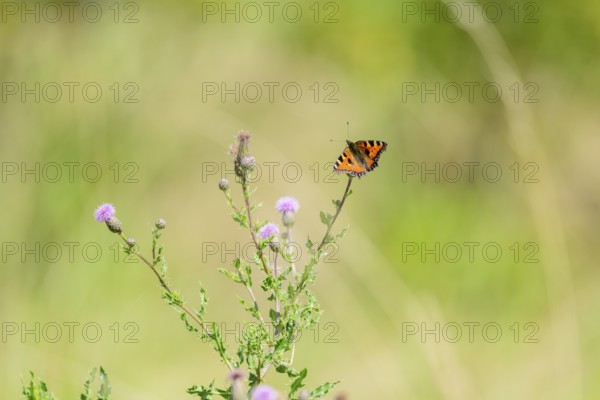 Small tortoiseshell (Aglais urticae) butterfly, on flowering thistle against a soft green background, Schillig, Lower Saxony, Germany
