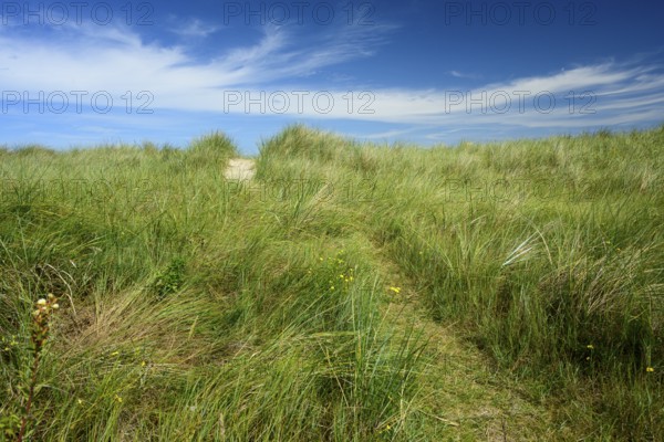 Tall marram grass (Ammophila arenaria) under a blue sky with light clouds, Schillig, Lower Saxony, Germany