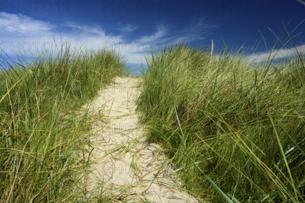 Sandy path with tall marram grass (Ammophila arenaria) under a blue sky with light clouds, Schillig, Lower Saxony, Germany