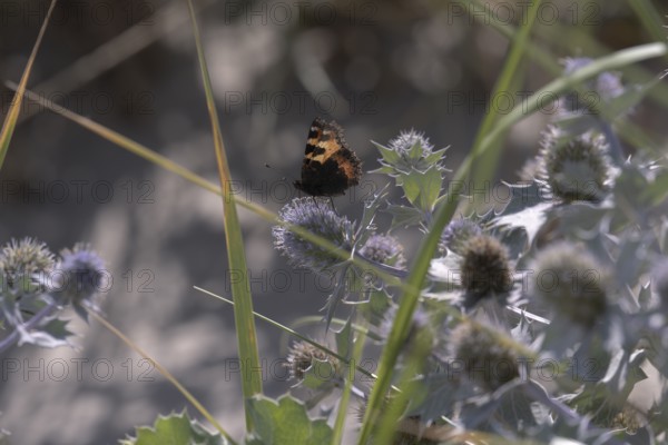 Small tortoiseshell (Aglais urticae) on sea thistle (Eryngium maritimum) between green grasses in the backlight on a sandy beach, Schillig, Lower Saxony, Germany