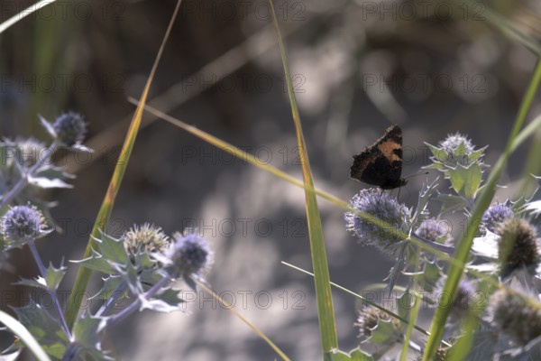 Small tortoiseshell (Aglais urticae) on sea thistle (Eryngium maritimum) between green grasses in the backlight on a sandy beach, Schillig, Lower Saxony, Germany
