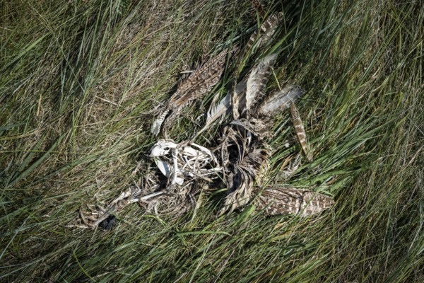 Decomposition remains of a bird (Aves) with bones, feathers and skull, next to remains of a mammal with skull and paws in the grass, Schillig, Lower Saxony, Germany