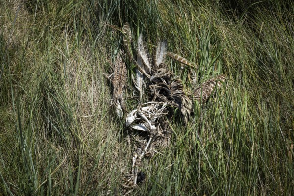Decomposition remains of a bird (Aves) with bones, feathers and skull, next to remains of a mammal with skull and paws in the grass, Schillig, Lower Saxony, Germany