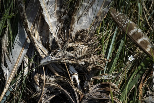 Dead bird (Aves), dried out carcass with skull and remains of feathers lying between dry grass and reeds, a single small flower, Schillig, Lower Saxony, Germany