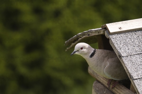 Eurasian collared dove (Streptopelia decaocto), sitting on the side of an old wooden birdhouse against a green background, Dortmund, North Rhine-Westphalia, Germany