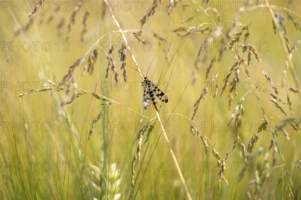 Common scorpionfly (Panorpa communis), close-up sitting between grasses, green background, in the evening light, Diemelsee, Hesse, Germany