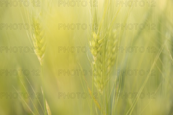 Cereal ears (Poaceae), pastel green, close-up in soft evening light with blurred background, Diemelsee, Hesse, Germany