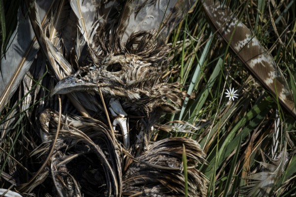 Dead bird (Aves), dried out carcass with skull and remains of feathers lying between dry grass and reeds, a single small flower, Schillig, Lower Saxony, Germany