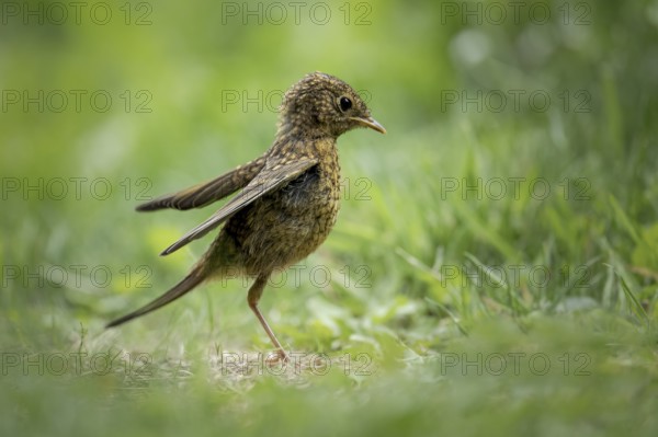Young robin (Erithacus rubecula), standing in the grass with slightly spread wings, looking cheekily, Dortmund, North Rhine-Westphalia, Germany