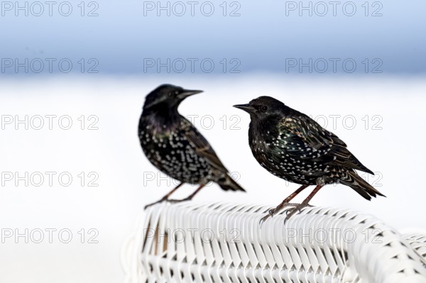Starling (Sturnus vulgaris), two birds in splendid plumage on the roof of a wicker beach chair, blue sky blurred in the background, Schillig, Lower Saxony, Germany