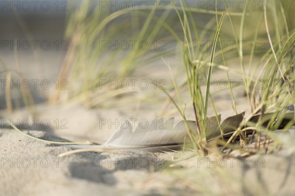 Marram grass (Ammophila arenaria) with a single feather in the sand, close-up in the dunes with the sea in the background, Schillig beach, Lower Saxony, Germany