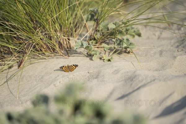 Thistle butterfly (Vanessa cardui), on sand in front of marram grass (Ammophila arenaria) and sea thistle (Eryngium maritimum) in the dunes, Schillig beach, Lower Saxony, Germany