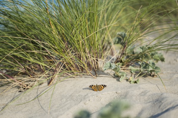 Thistle butterfly (Vanessa cardui), on sand in front of marram grass (Ammophila arenaria) and sea thistle (Eryngium maritimum) in the dunes, Schillig beach, Lower Saxony, Germany