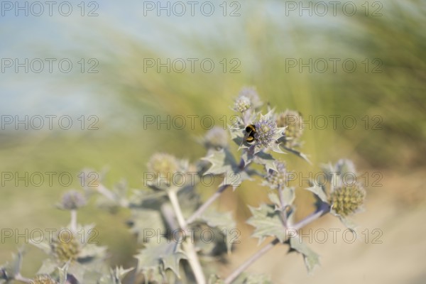 Stone bumblebee (Bombus lapidarius), close-up on the flowers of the sea thistle (Eryngium maritimum) in the dunes on the beach at Schillig, Lower Saxony, Germany