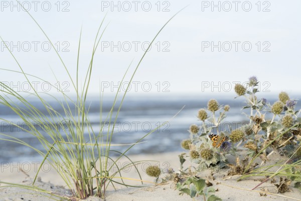 Dune vegetation with marram grass (Ammophila arenaria) and sea thistle (Eryngium maritimum), with lady's thistle butterfly (Vanessa cardui) on a sandy beach with a view of the sea, Schillig beach, Lower Saxony, Germany