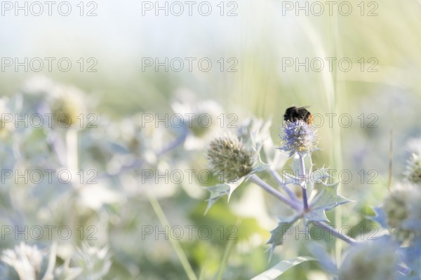 Stone bumblebee (Bombus lapidarius), close-up on a flower of the sea thistle (Eryngium maritimum) in sunlight, Schillig, Lower Saxony, Germany