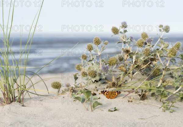 Thistle butterfly (Vanessa cardui) in front of a sea thistle (Eryngium maritimum) on a sandy beach, sea and horizon blurred in the background, Schillig, Lower Saxony, Germany