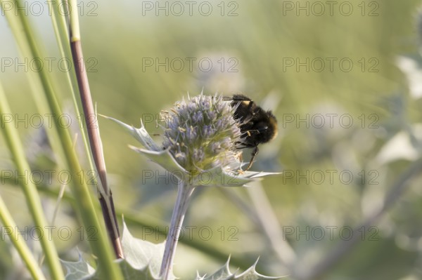 Earth bumblebee (Bombus terrestris) on a flower of the sea thistle (Eryngium maritimum), on the left some blades of grass, Schillig, Lower Saxony, Germany