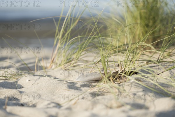 Marram grass (Ammophila arenaria) with a single feather in the sand, close-up in the dunes with the sea in the background, Schillig beach, Lower Saxony, Germany