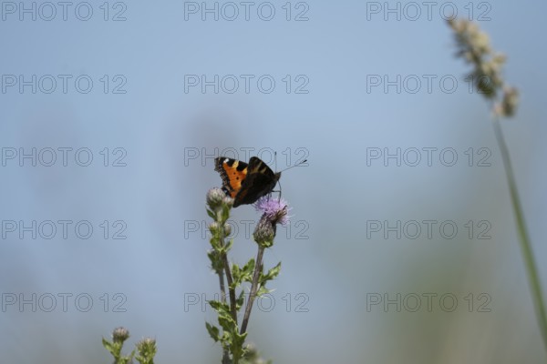 Small tortoiseshell (Aglais urticae) butterfly, on flowering pink thistle against blue sky, Schillig, Lower Saxony, Germany
