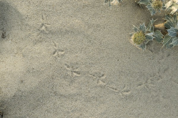 Bird tracks in the sand next to a few flowers of the sea thistle (Eryngium maritimum) in the dune area, with clearly visible footprints, Schillig beach, Lower Saxony, Germany