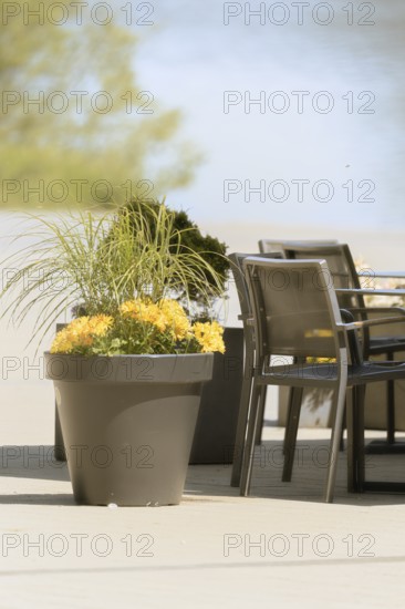 Large flower pot with yellow flowers and ornamental grass next to modern garden chairs on asphalt, catering detail, North Rhine-Westphalia, Germany