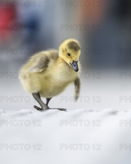 Canada goose chicks (Branta canadensis), close-up while walking along a concrete path with blurred people in the background, Phoenix Lake Dortmund, North Rhine-Westphalia, Germany