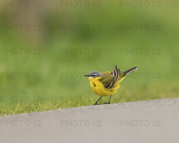 Yellow wagtail (Motacilla flava), standing on a road with a bright green background, Hüde, Lower Saxony, Germany