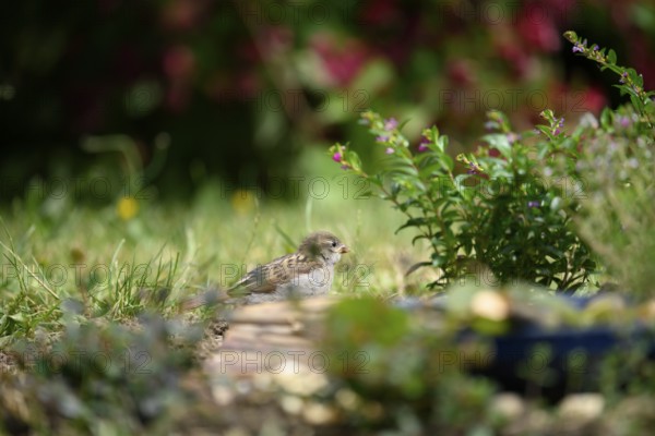 House sparrow chicks (Passer domesticus), in the garden at a bird bath between grass and flowering plants, North Rhine-Westphalia, Germany