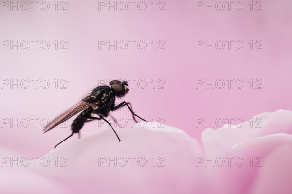 Fly (Diptera), close-up sitting on a pale pink petal of a peony, North Rhine-Westphalia, Germany