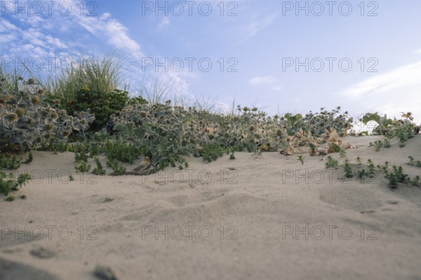 Sea thistle (Eryngium maritimum) in the dunes, wide-angle photograph with extensive stands of plants on sandy beach under blue sky, Schillig beach, Lower Saxony, Germany