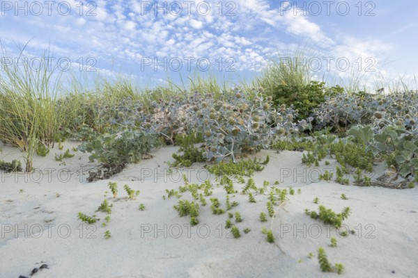 Sea thistle (Eryngium maritimum) in the dunes, wide-angle photograph with extensive stands of plants on sandy beach under blue sky, Schillig beach, Lower Saxony, Germany