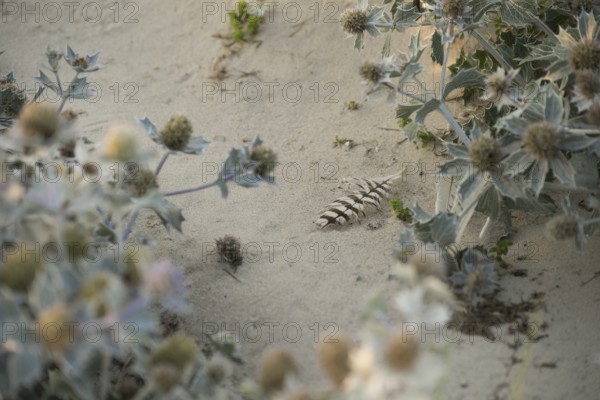 Sea thistle (Eryngium maritimum) with a single black and white striped feather in the sand, Schillig, Lower Saxony, Germany