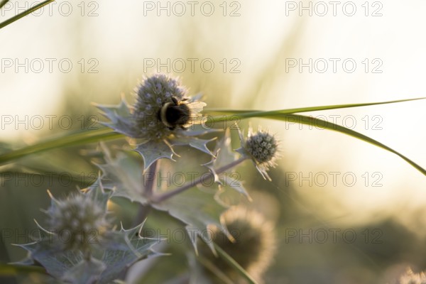 Bumblebee (Bombus spec.) on a sea thistle (Eryngium maritimum) in backlight, dune landscape in the evening light, beach of Schillig, Lower Saxony, Germany