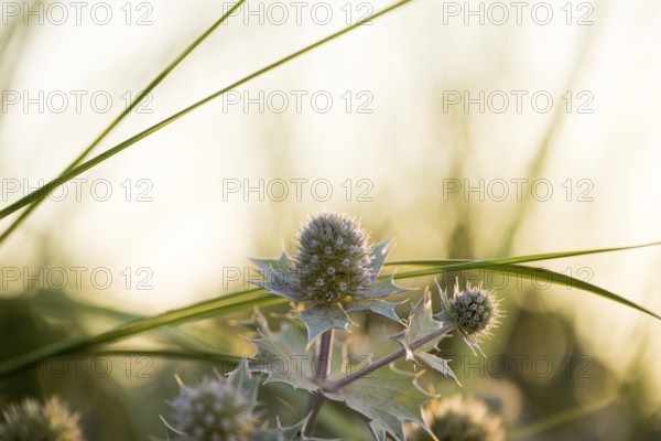 Beach thistle (Eryngium maritimum) with spiny leaves and inflorescences in close-up, in warm evening light, Schillig beach, Lower Saxony, Germany