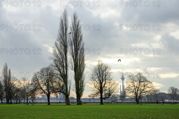 Autumn, trees in the Rhine Park, Pempelfort district, Düsseldorf, Rhineland, North Rhine-Westphalia, North Rhine-Westphalia, Germany