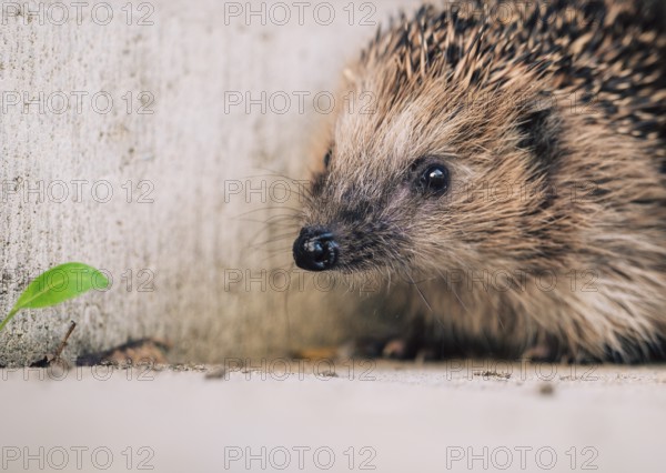 European brown-breasted hedgehog (Erinaceus europaeus), close-up on concrete background in front of grey concrete wall with small green leaf on the left, symbolic image for habitat loss due to sealed surfaces, first endangered species on the Red List, Dortmund, North Rhine-Westphalia, Germany